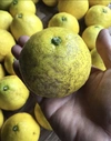  注文後収穫 ニューサマーオレンジ　自然栽培農薬消毒肥料不使用