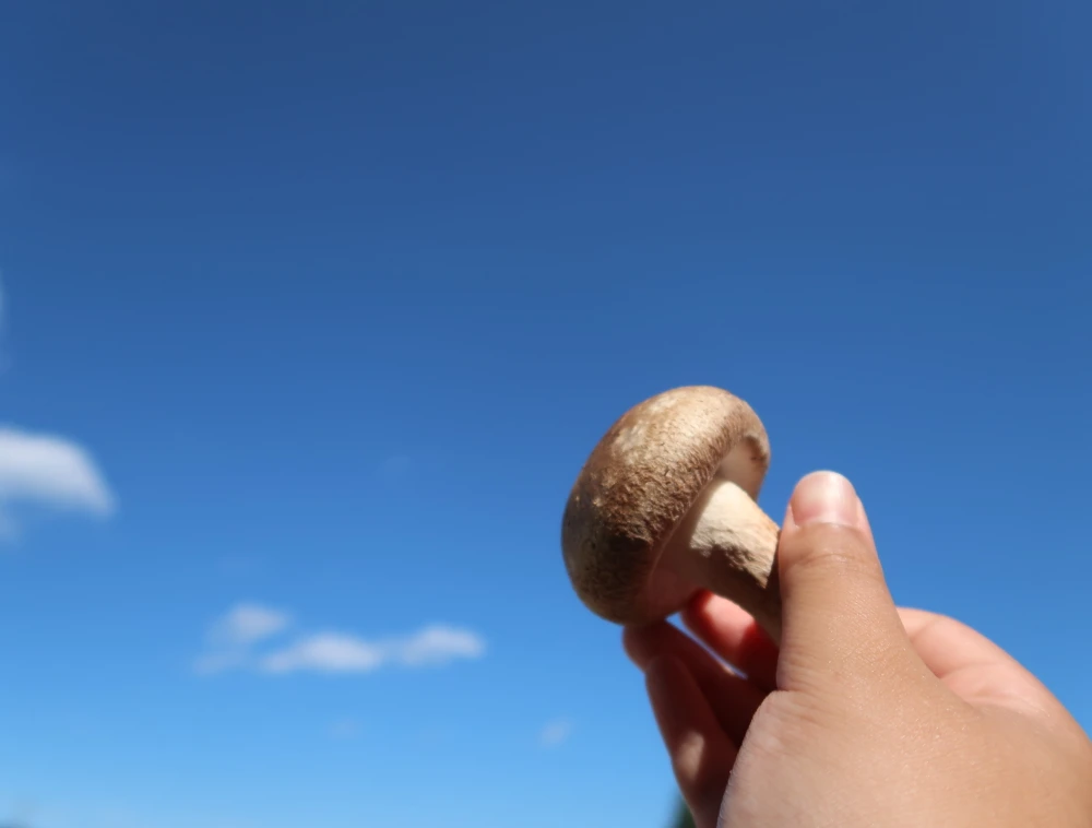 ★特選★【１㎏、旨味凝縮】ふっくら採れたて生しいたけ☆菌活、腸活に！