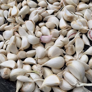 無農薬無肥料　訳あり！元気もりもりバラにんにく