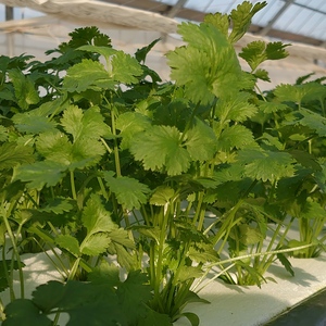 パクチー入り！サラダお野菜セット 水耕栽培（食べきりパック10袋）