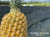 【味に自信あり】石垣島産パイナップル　スナックパイン3玉2.5kg〜3.5kg