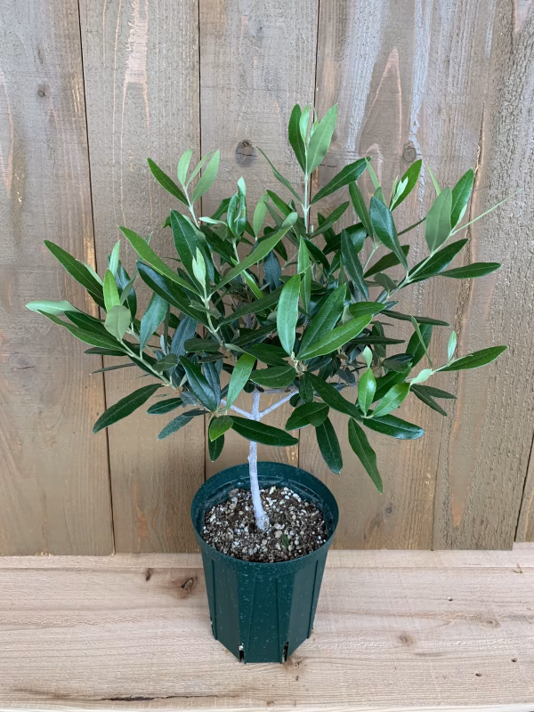 オリーブ「ひなかぜ」