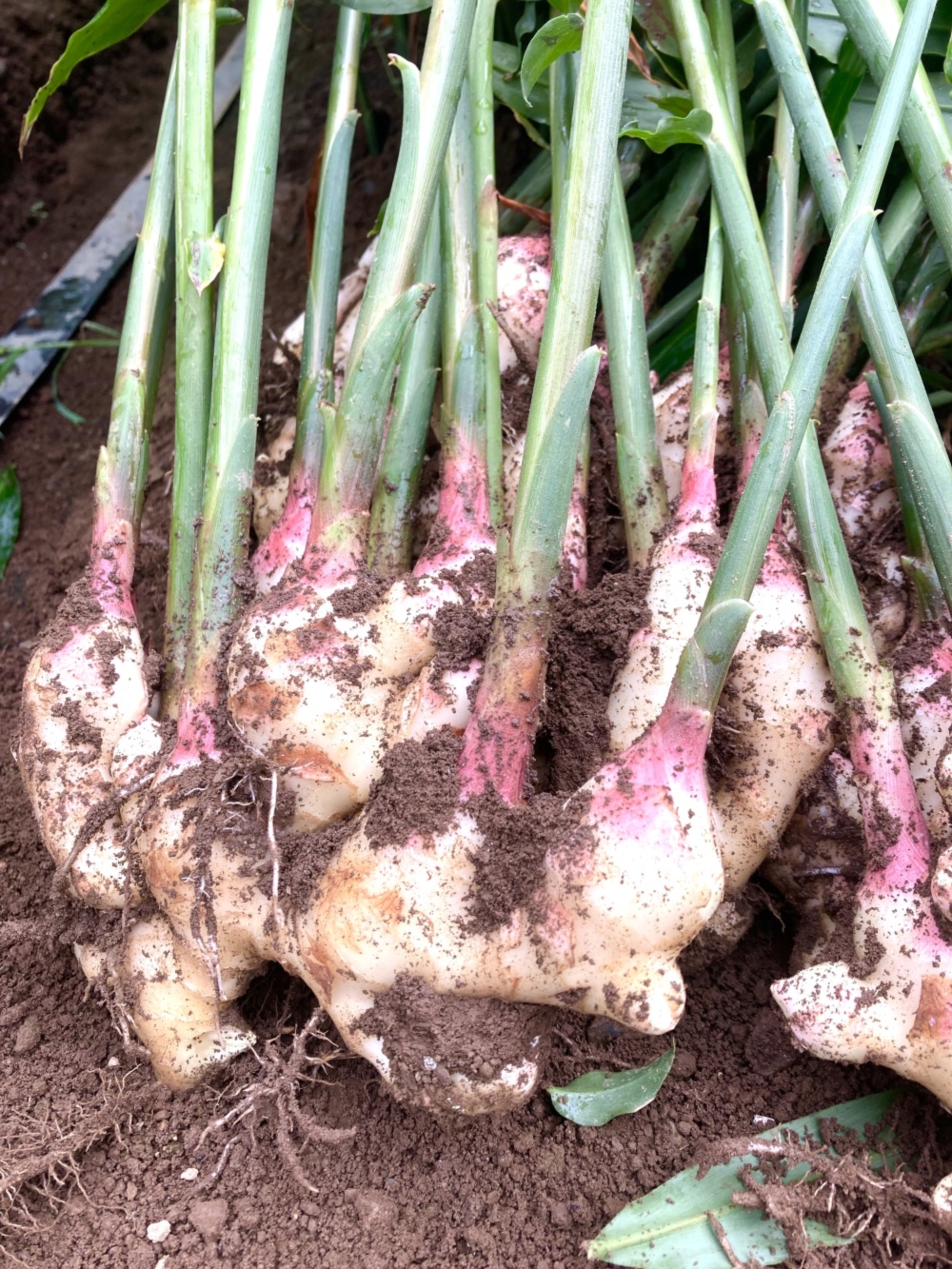 高知県産 朝採れ新生姜レシピ付き 4キロ｜生姜の商品詳細