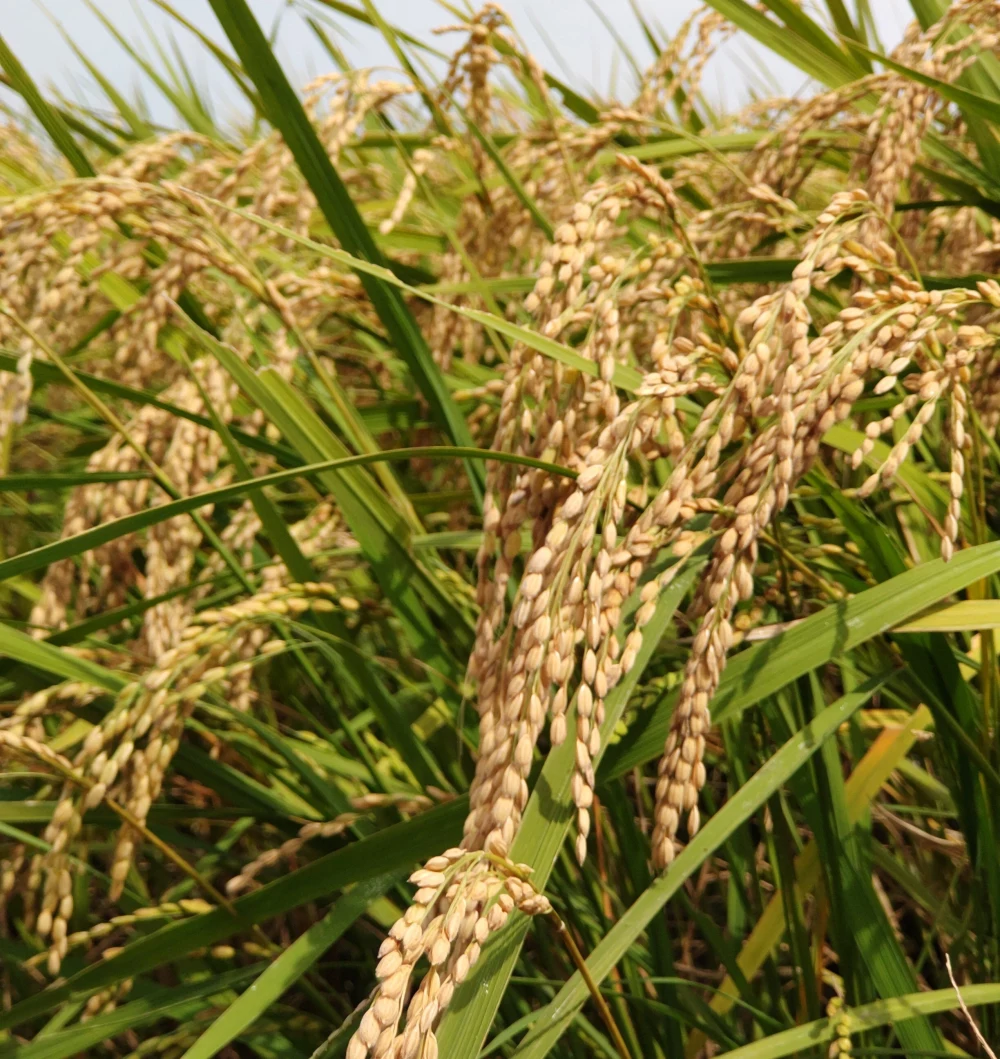 【新米】【 無農薬・コシヒカリ玄米24kg】数量限定・令和5年産 有機質肥料栽培