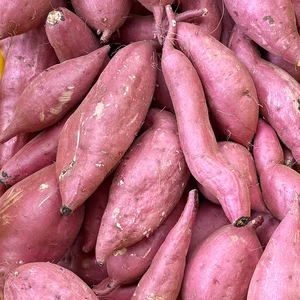 訳ありでもホックリサラリ！新品種「ゆきこまち」色々なサイズ入り