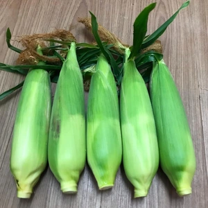 野菜のとうもろこしの商品一覧(15ページ目)｜ポケットマルシェ｜産直