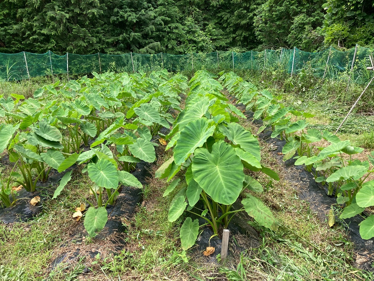 自然栽培】 里芋（土垂） S～3Lサイズmix ¥800/kg 【岐阜県産】｜里芋 