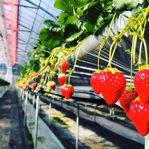 おかやまいちご(紅白セット)