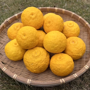 福島県矢祭町産ゆず　農薬・化学肥料不使用