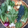 《農薬,化学肥料不使用》初夏の野菜セット