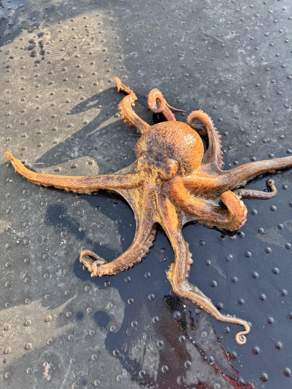 活〆マダコ瀬戸内海産｜タコの商品詳細｜ポケットマルシェ｜産地直送で