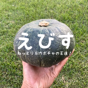 北海道 かぼちゃ えびす 北海道十勝芽室町