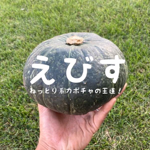 北海道 かぼちゃ えびす 北海道十勝芽室町