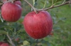 シナノスイート&シナノゴールド食べ比べセット♡信州りんご人気品種！