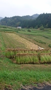 令和3年冬季湛水不耕起栽培米(玄米15kg五分搗き米5kg いのちの壱)
