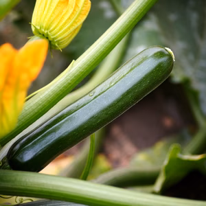 採れたて発送だからみずみずしい！ツヤツヤ自慢のズッキーニ
