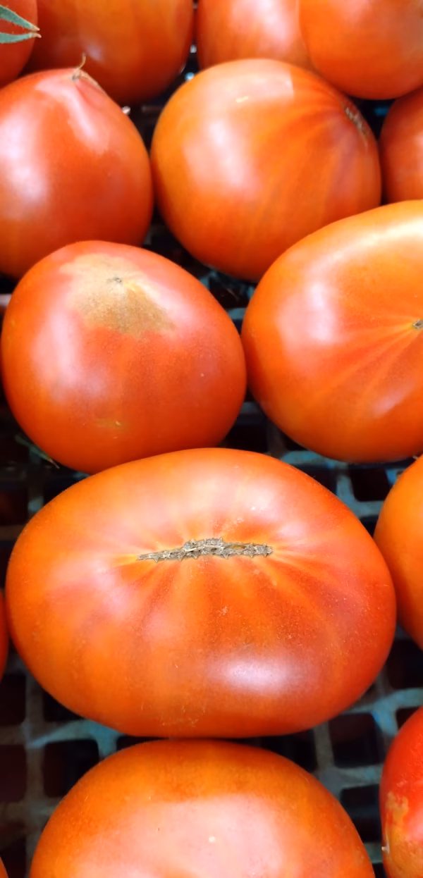 猛暑に耐えられなかった、キズあり深層水トマト(;_;)説明文読んでね！