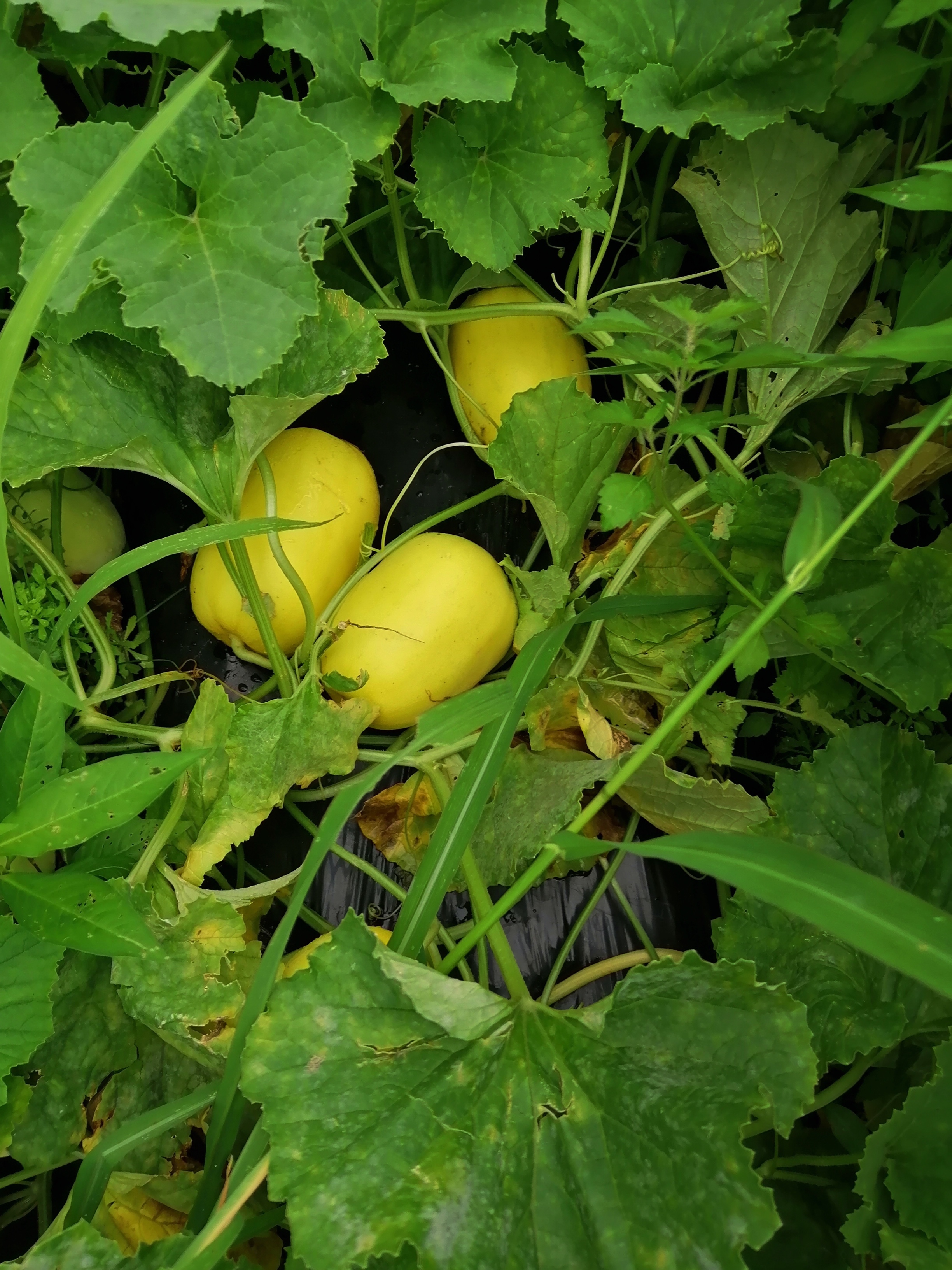 無農薬野菜 まくわうり真桑瓜 農家漁師から産地直送の通販 ポケットマルシェ