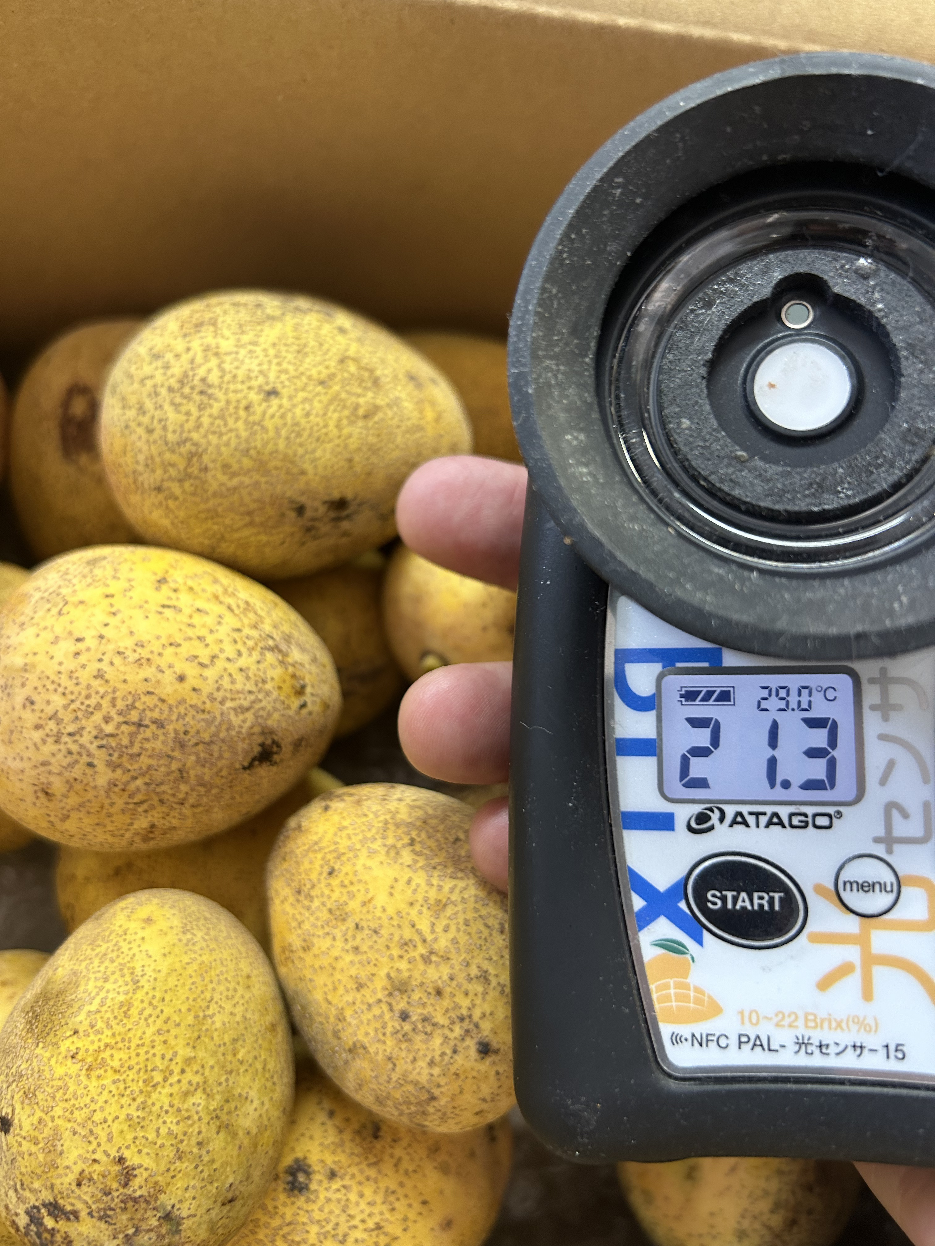 ミニマンゴー　約1.9キロ mango-02.jpg