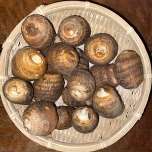 【きぬかつぎ、雑煮に】家族円満　丸い小芋 800g