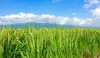 【完売御礼】R2年度/よんぱち白米・ISATOの自然栽培米～もっちり甘い派～