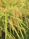 30年産米！『タモじぃー米』玄米+白米の詰め合せセット（5キロ）残留農薬ゼロ