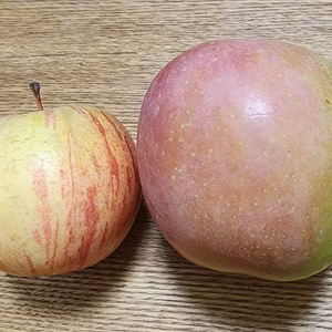 訳あり【ご家庭用】☆信州産　ふじりんご　（サンふじ）