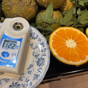 【福袋2023】みかんＣ級無農薬　ジュース用　自家庭用　わけあり特別価格