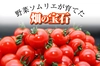 贈答用【食べ比べ】ソムリエトマト1.3kgとソムリエミニトマト　プラチナ1kg