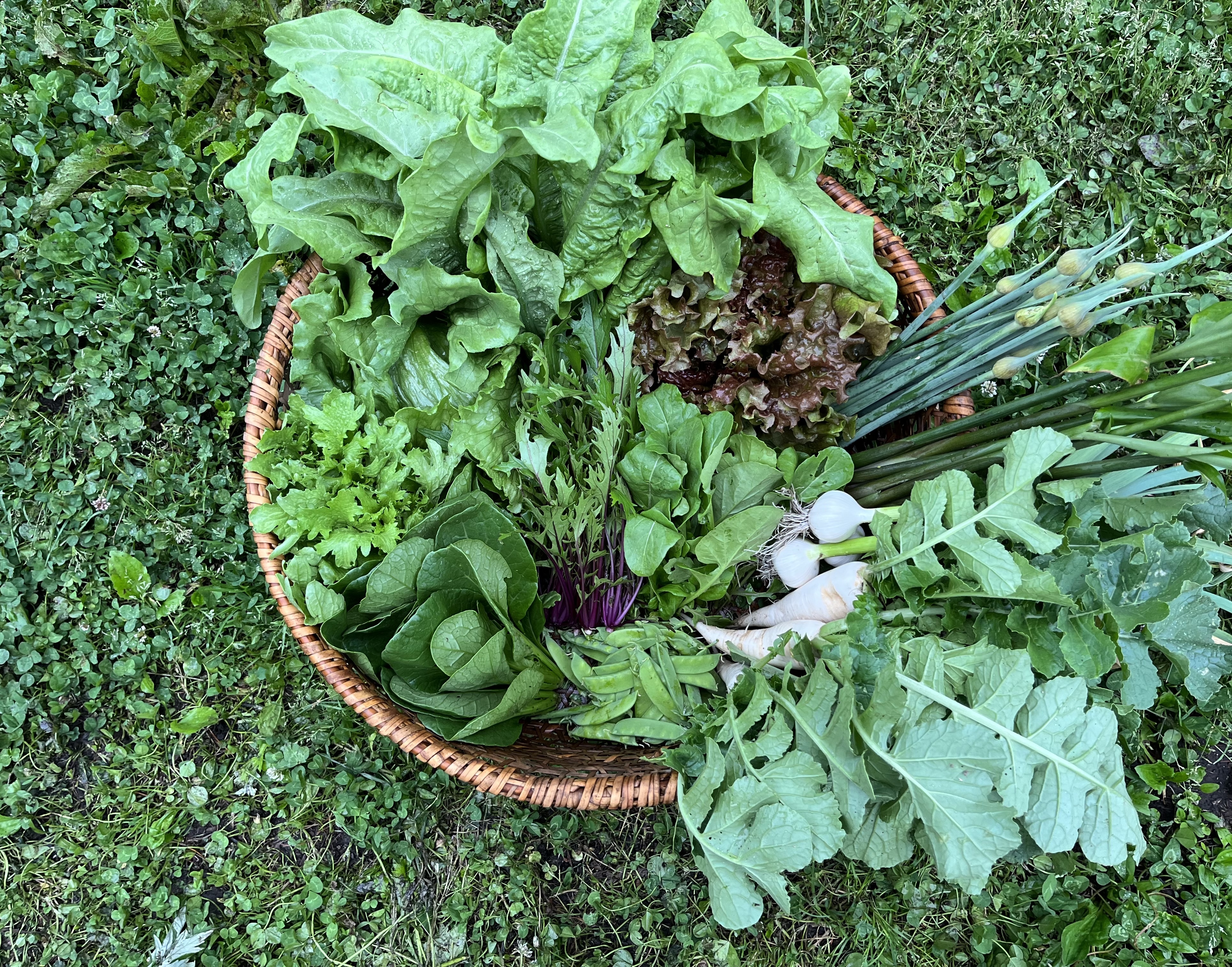 季節の野菜箱 季節の野菜11種以上