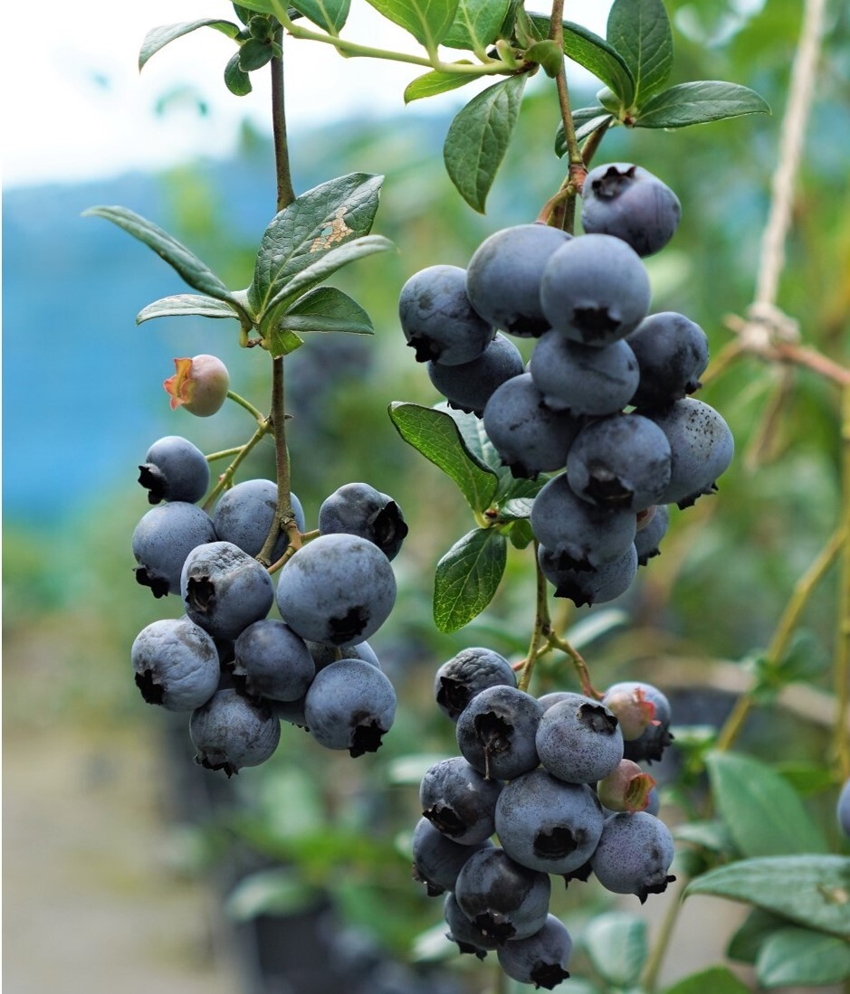 ひとりぼっち　高級採れたて　新鮮生ブルーベリー　お得セット2点のみ ひとりぼっち様専用 高級採れたて 新鮮生ブルーベリー お得セット2点