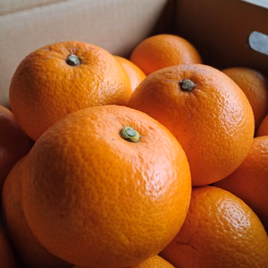 由良の木成りはっさく❗️