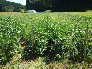 14257609_1197248113673595_2984920319450688874_o