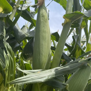 ホワイトコーン