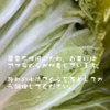 鍋に最適！　固定種の野菜セット12月 (師走)
