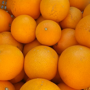 クリスマス特別価格 少し色が黄色いまどんな 訳あり 屋根かけ栽培 5kg箱 