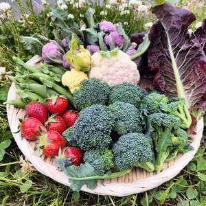 新鮮野菜セット（５種類以上）