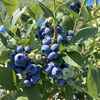 夏季限定【農薬不使用】大粒品種！生ブルーベリー　500g