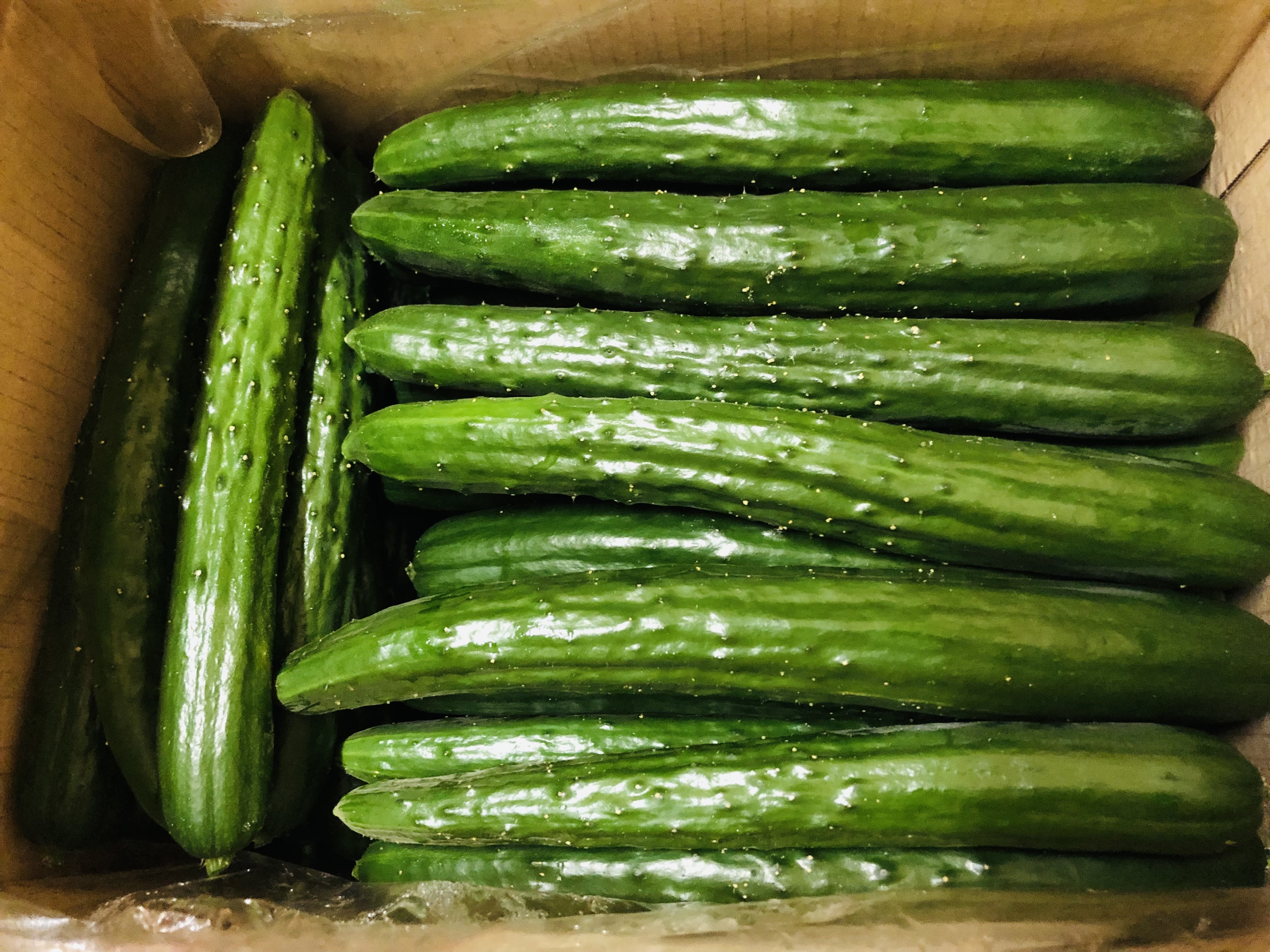 長野県中野市　朝採り新鮮野菜　きゅうり　四葉きゅうり 15kg