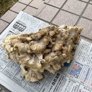 香りよい　大きなとりたて天然舞茸　