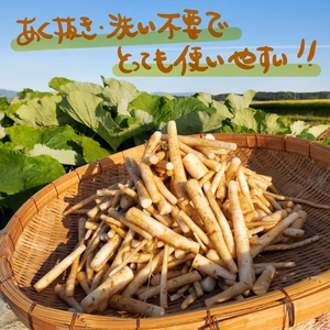 【そのまま調理OK！】香り豊か、色白柔らか先っぽごぼう