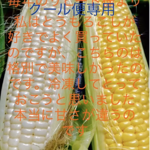 あま〜いとうもろこし計4本　糖度20〜22  白色2本　黄色2本　