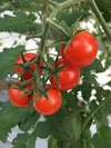 阪口農園の甘〜いカラフルミニトマト 