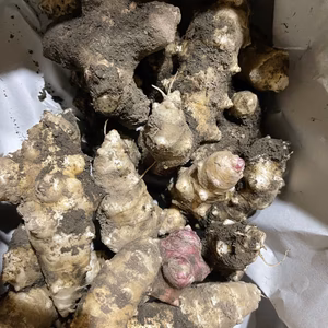 紅白キクイモ　栽培期間中農薬・化学肥料不使用