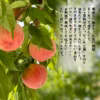 三十屋の手作り桃ジャム　110ｇ2個セット（化粧箱入）