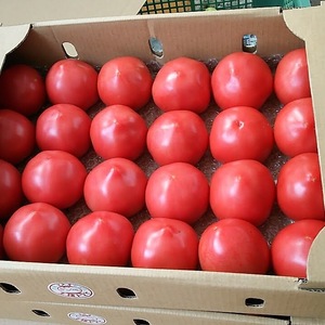 自家製ボカシ肥料を使った完熟トマト4kg 24玉〜28玉入り