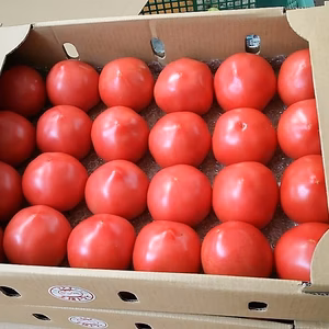 自家製ボカシ肥料を使った完熟トマト4kg 24玉〜28玉入り