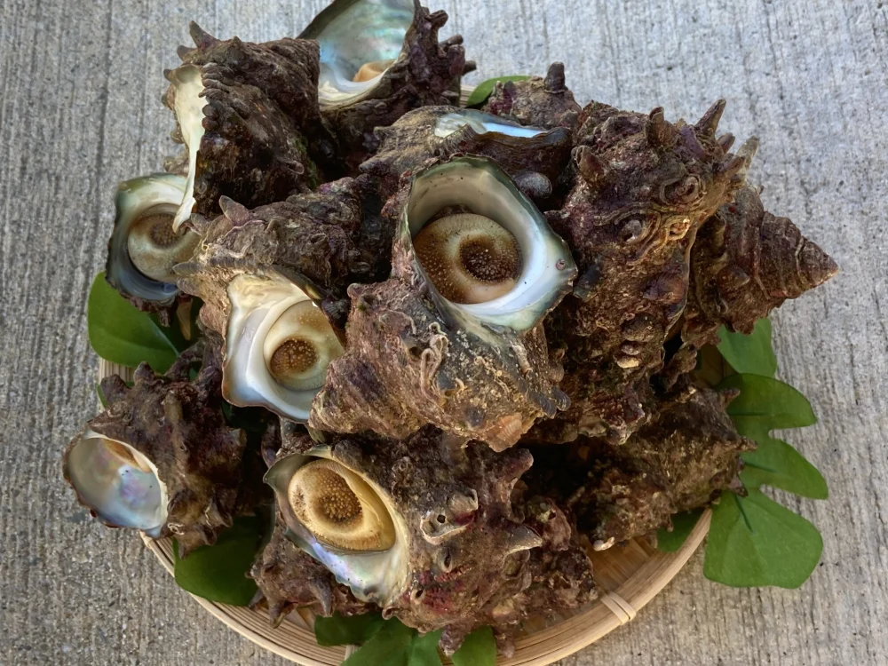 日本海の荒波育ちの天然もの「佐渡産天然活サザエ」｜魚介類の商品詳細