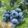 北海道産冷凍ブルーベリー