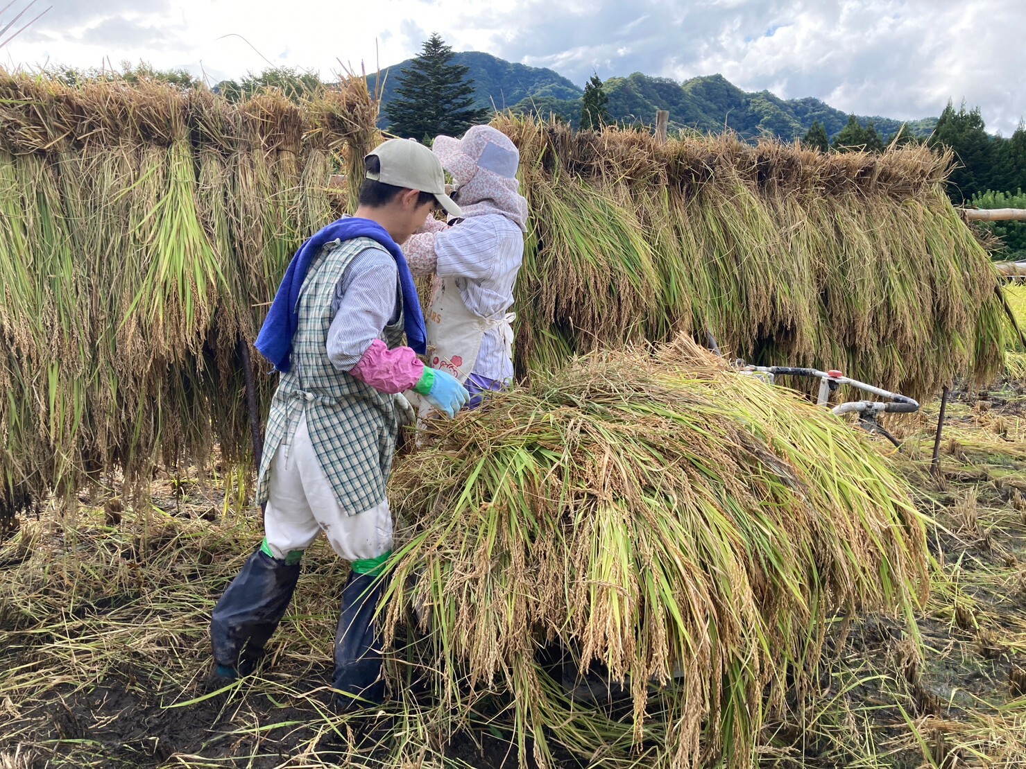 田舎の親戚から頂いた白米10kg - 米・雑穀・粉類